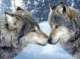 gameznet-animated-wolf-wolves-001