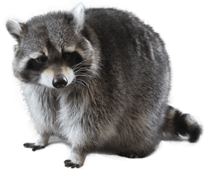 racoon-transparent-background-gameznet-01