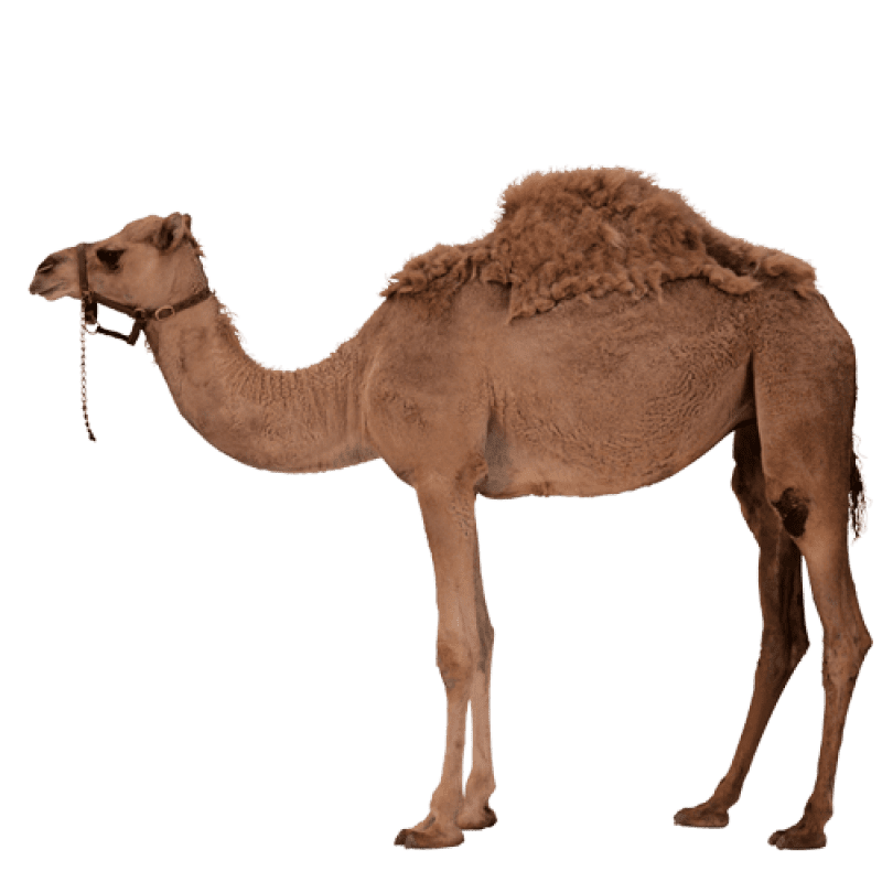 camel-transparent-image-gameznet-01