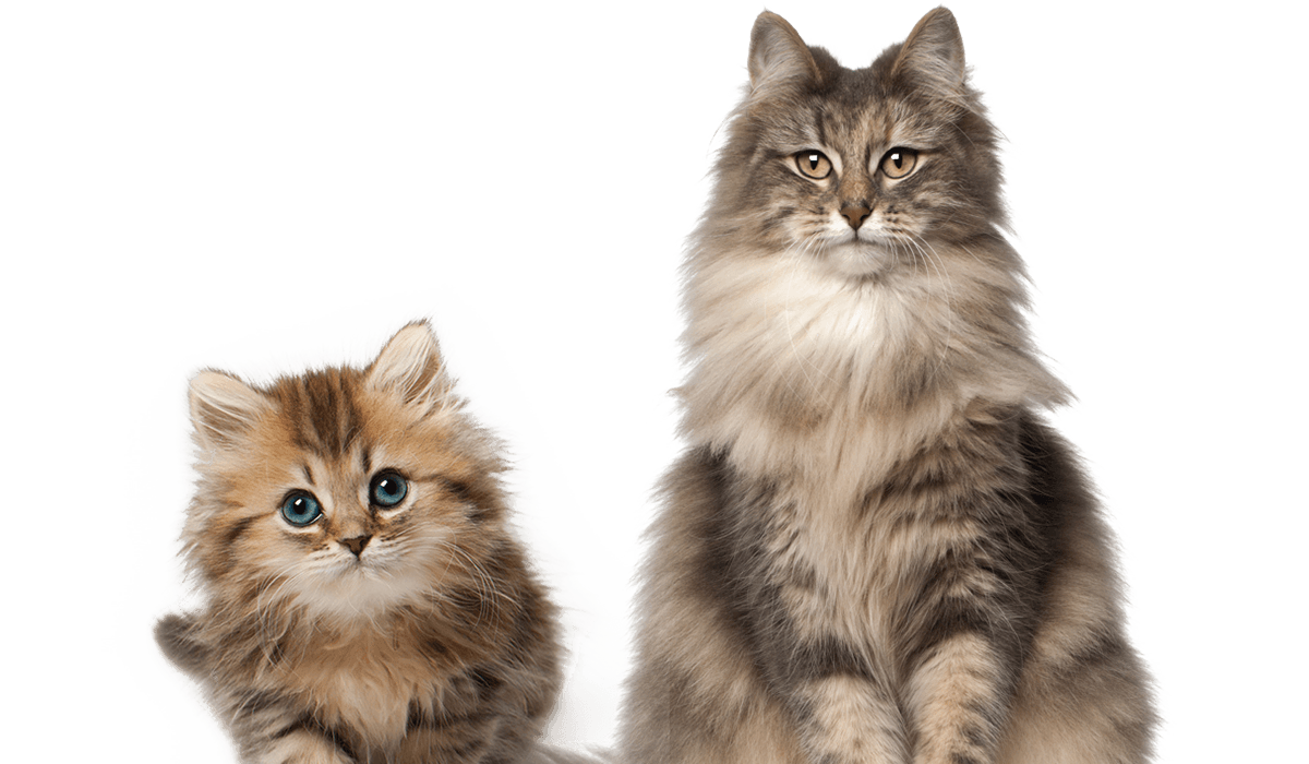 cat-kitten-transparent-background-images-gameznet-01