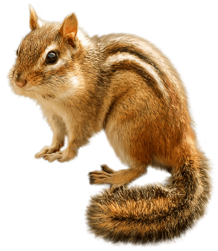 chipmunk-transparent-background-images-gameznet-01