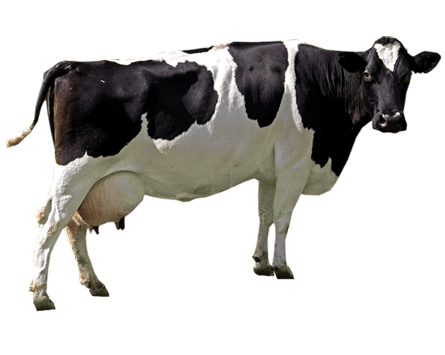 cow-transparent-background-gameznet-01