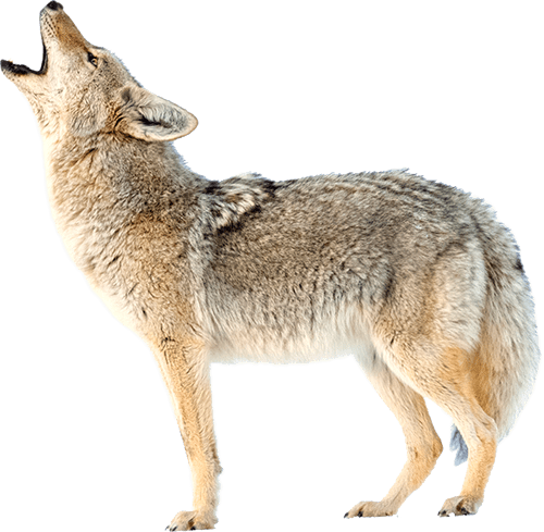 coyote-transparent-background-gameznet-16