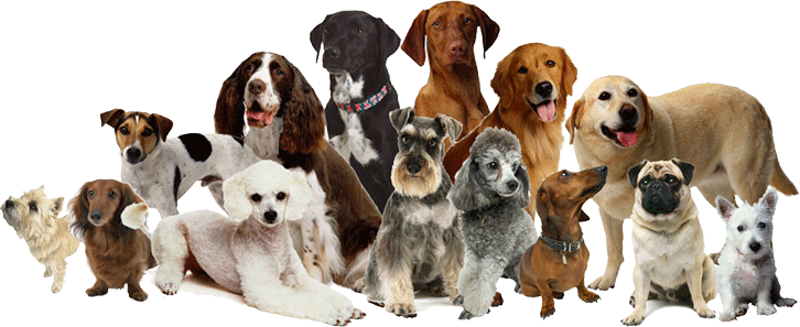 dogs-transparent-background-gameznet-20