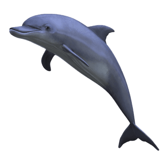 dolphin-transparent-background-gameznet-05