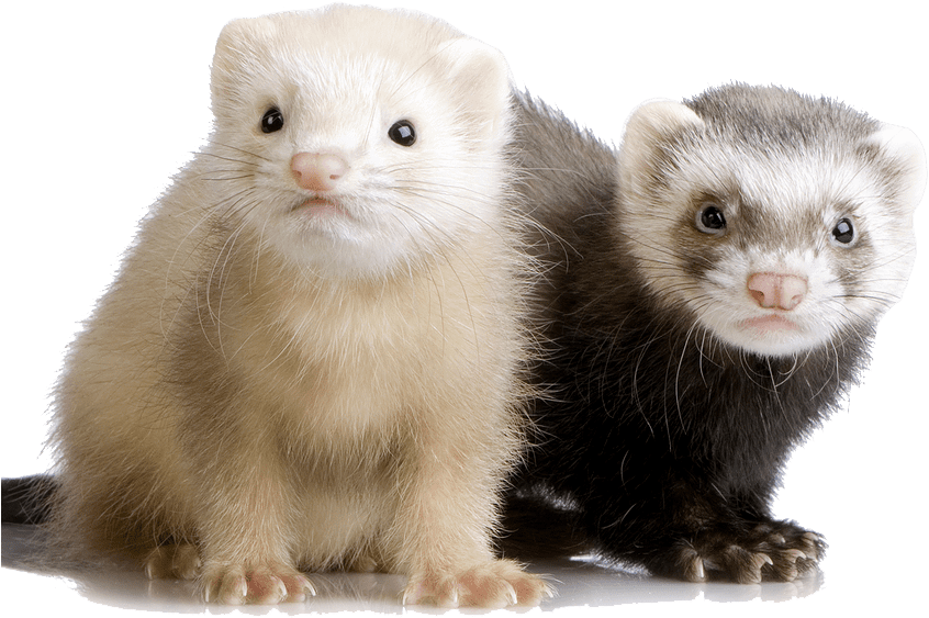 ferret-transparent-background-imagers-gameznet-01