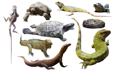 Reptiles on Transparent Background Images at Gameznet