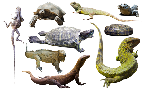 reptiles-transparent-images-gameznet-01