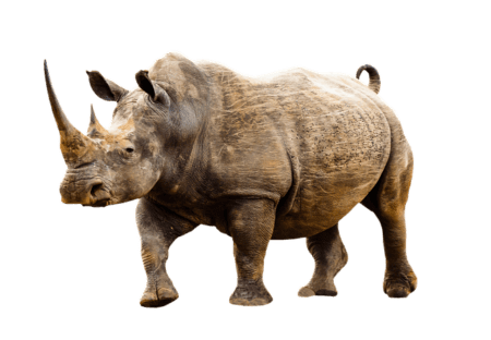 Rhinoceros Transparent Background Images