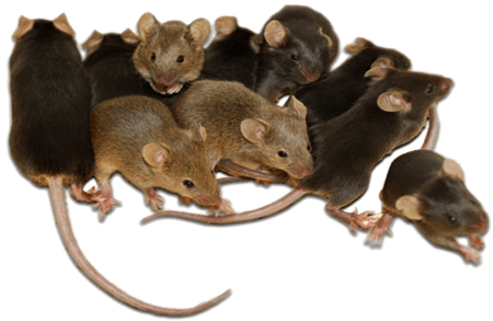 Rodents Images on Clear Transparent Background