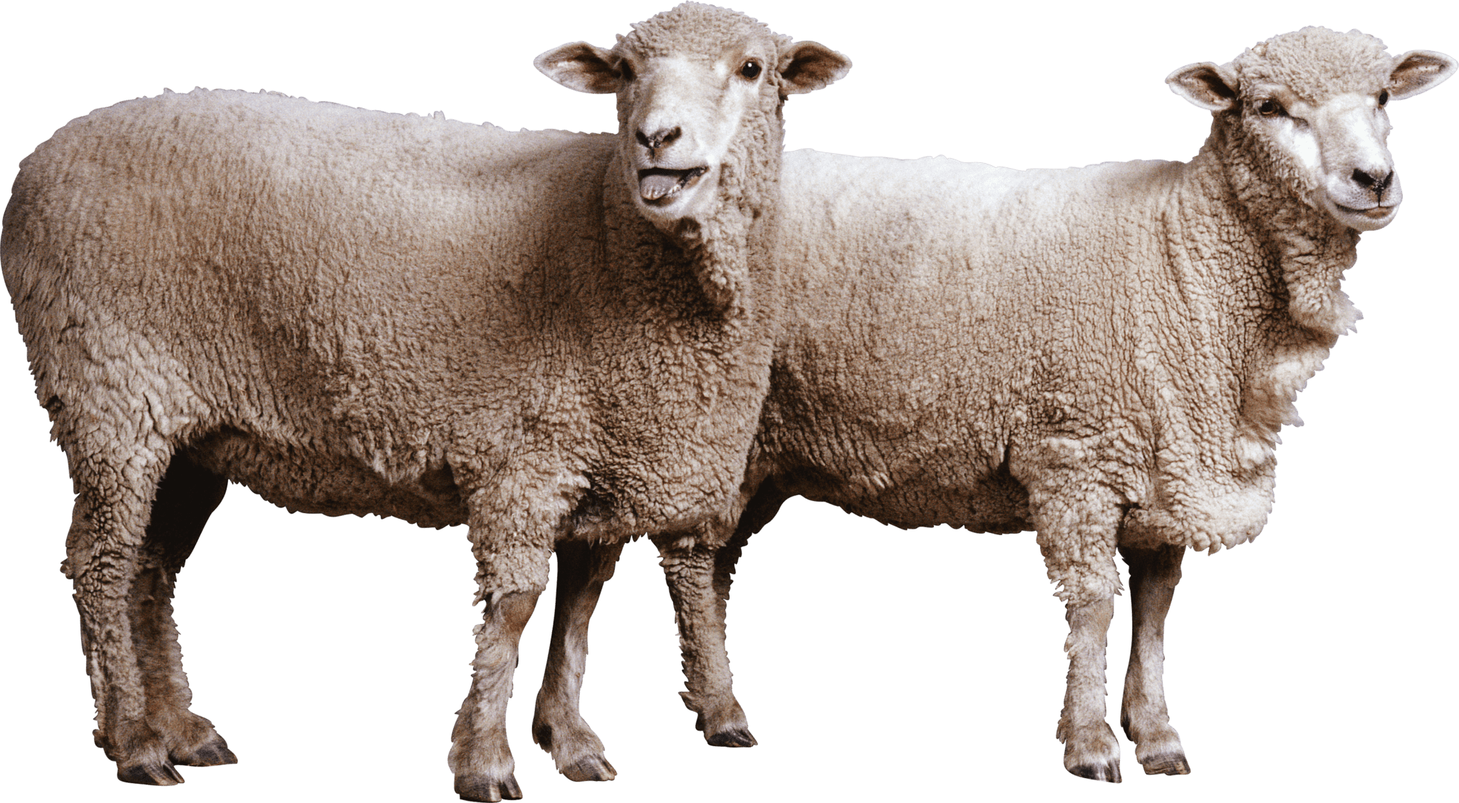 sheep-on-transparent-background-gameznet-01