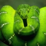 Green Snake