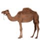 camel-transparent-image-gameznet-01