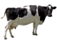 cow-transparent-background-gameznet-01