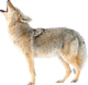 coyote-transparent-background-gameznet-16