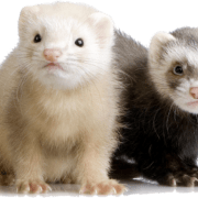 ferret-transparent-background-imagers-gameznet-01