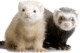 ferret-transparent-background-imagers-gameznet-01