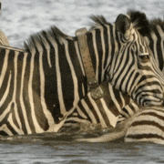 gameznet-animated-zebra-004