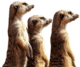 meerkat-transparent-background-gameznet-01