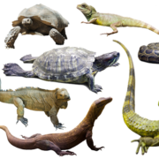 reptiles-transparent-images-gameznet-01