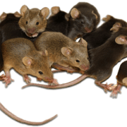 rodent-rats-mice-transparent-background-gameznet-01