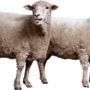 sheep-on-transparent-background-gameznet-01