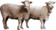 sheep-on-transparent-background-gameznet-01