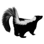 skunk-transparent-background-gameznet-01