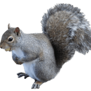 squirrel-transparent-background-gameznet-01