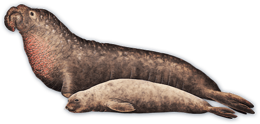 Seal and Sea Lion Transparent Images