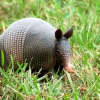 armadillo-desktop-photo-wallpaper 