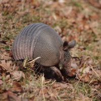 armadillo-natchez-trace-parkway 