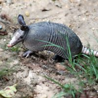 armadillo-nine-banded-armadillo-dasypus-novemcinctus-long-nosed-armadillo 