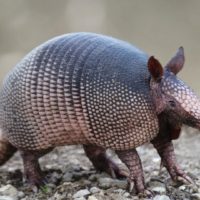 Armadillo-gallery