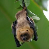 animals-fledertier-flying-dog-rodrigues-flying-fox 