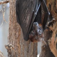 bat-nature-animal-wings 