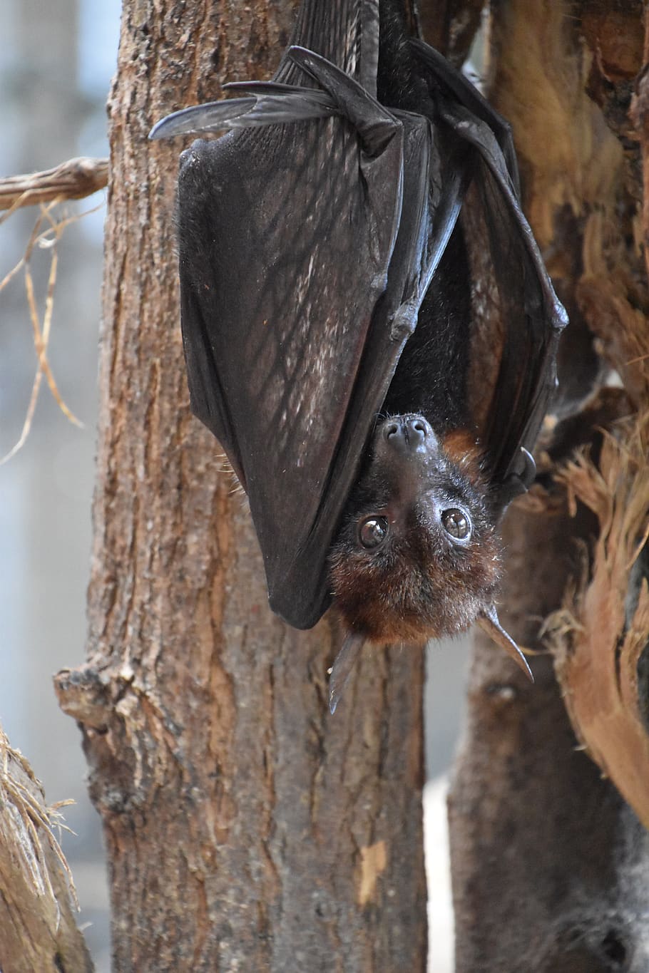 bat-nature-animal-wings