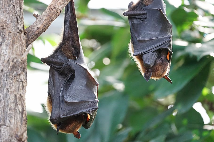 flying-foxes-bat-tropical-bat-hanging