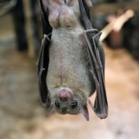 fruit-bat-bat-fruit-flying 