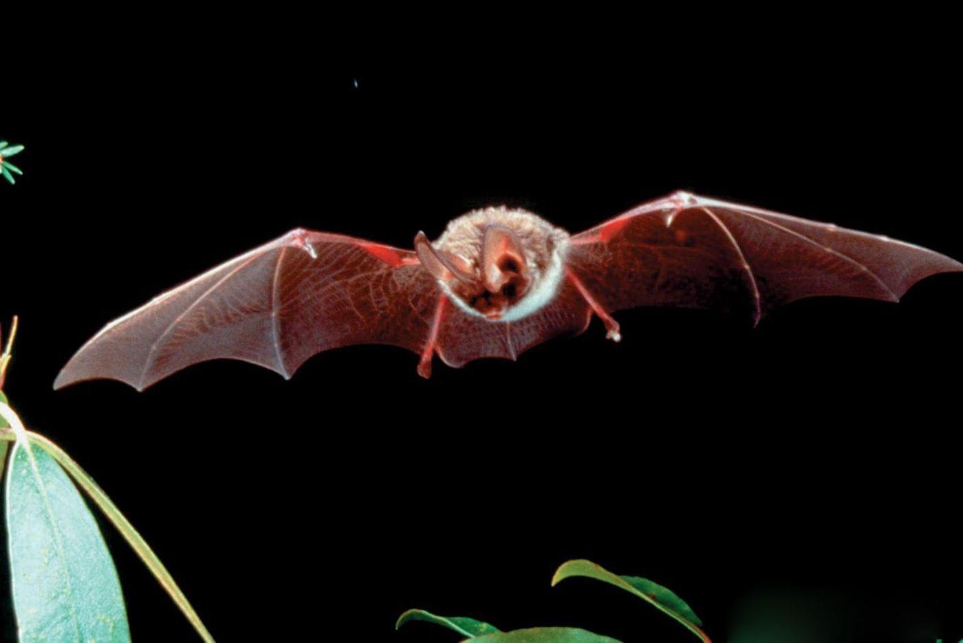 rafinesques-big-eared-bat-adult